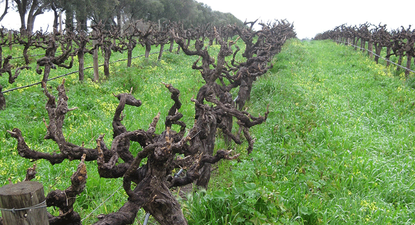 Angove Family Winemakers Old Vine Grenache